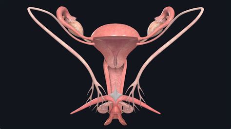 File : Female Genital Organs (frontal view) detailed macro.jpg